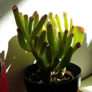 Crassula Ovata 'Ogre Ears'