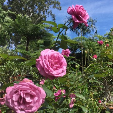 Belinda's garden