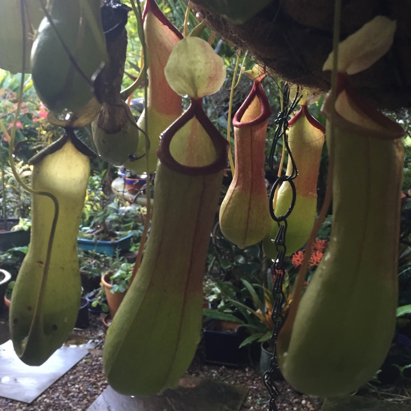 Plant image Nepenthes
