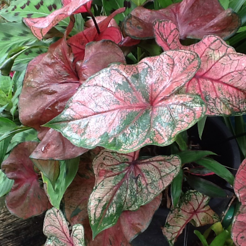 Plant image Caladium hortulanum 'Pink Cloud'