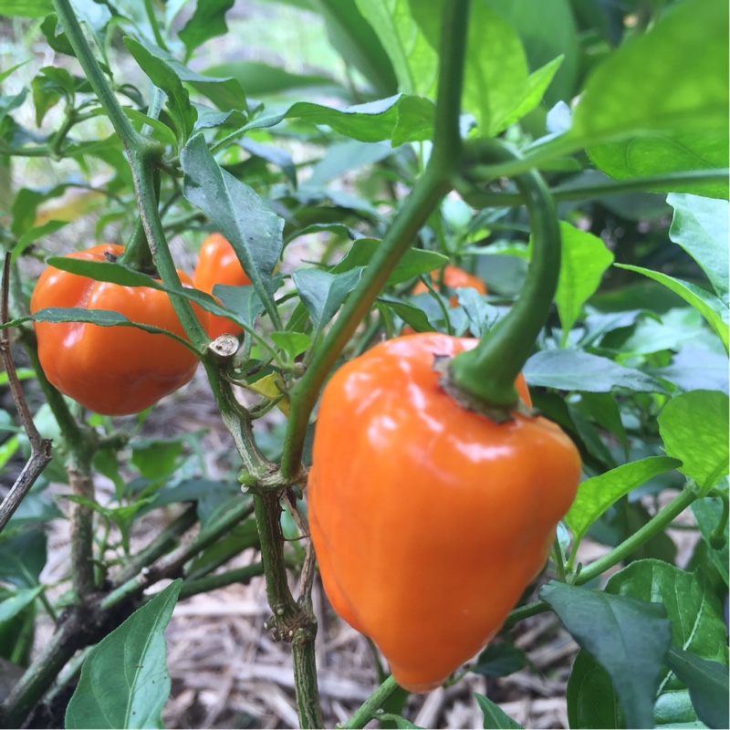 Plant image Capsicum Chinense 'Habanero'
