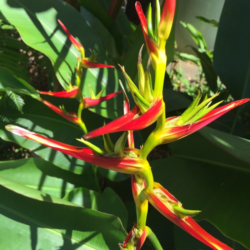 Plant image Heliconia bourgaeana 'Petersen'