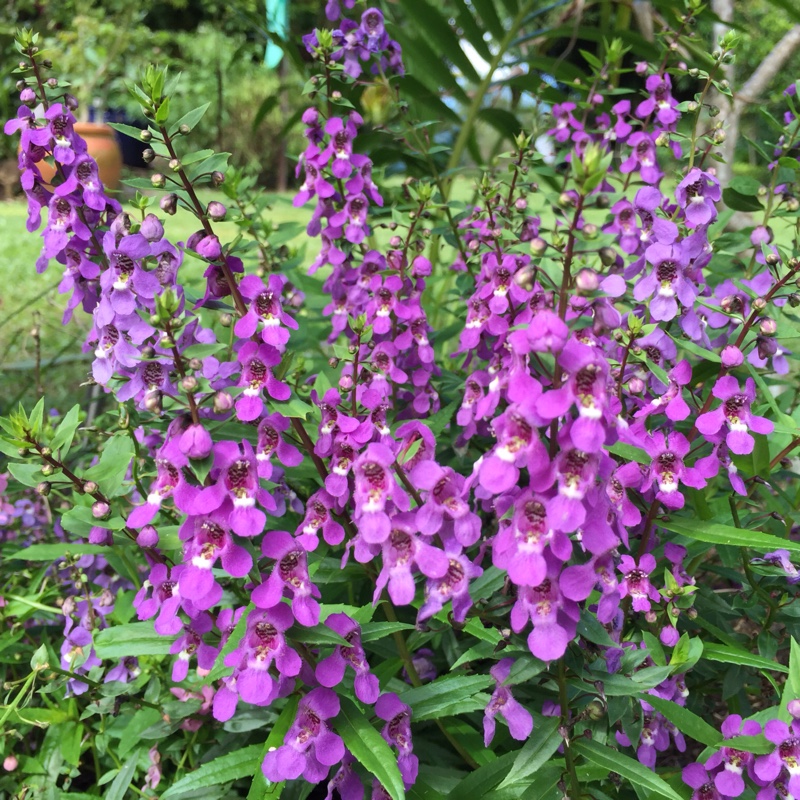 Plant image Angelonia