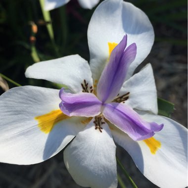 Dietes grandifolia syn. Dietes grandiflora 'Reen Lelie'