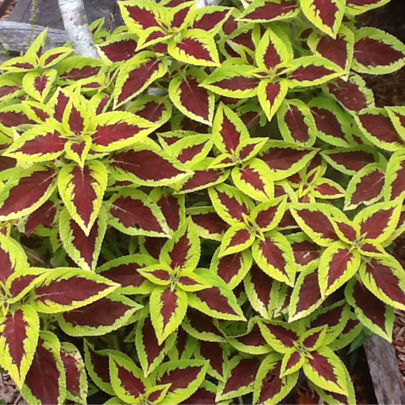 Solenostemon scutellarioides  syn. Plectranthus scutellarioides, Coleus scutellarioides, Coleus blumei