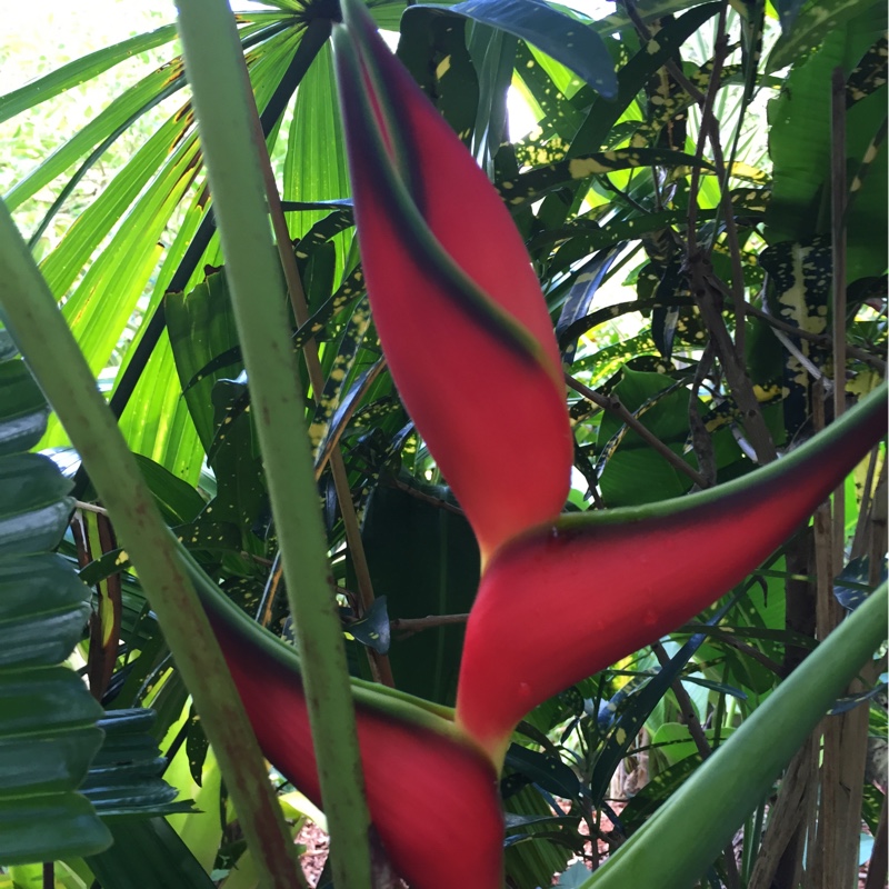 Plant image Heliconia