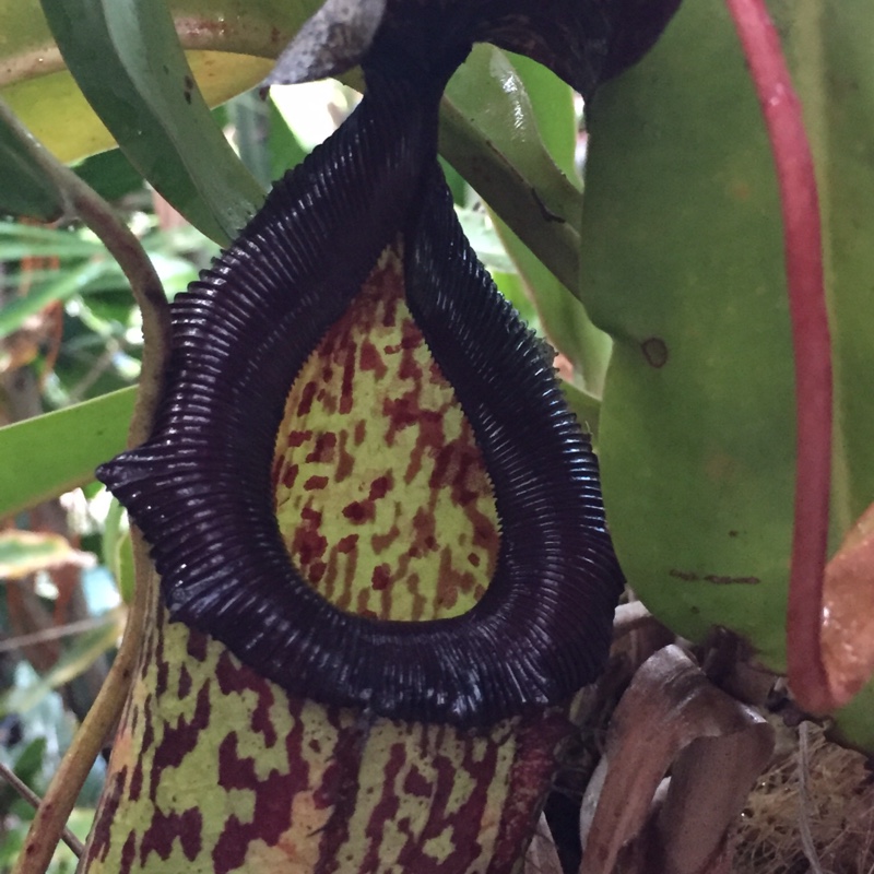 plant image 24652