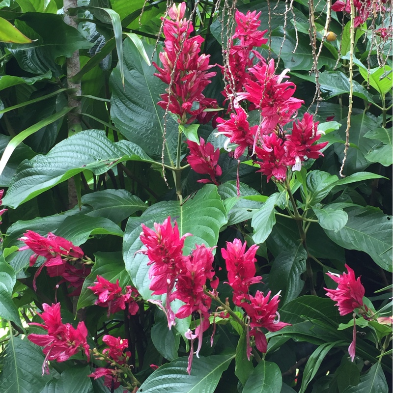 Plant image Megaskepasma erythrochalamys