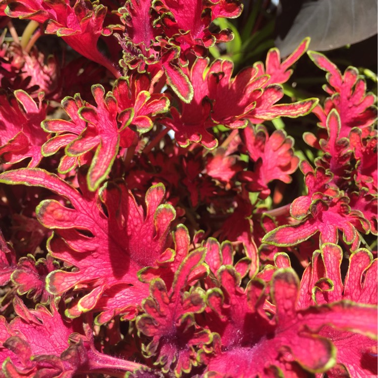 Plant image Plectranthus scutellarioides 'Coral Ruffles'