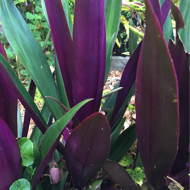 Tradescantia spathacea  syn. Rhoeo spathacea, Rhoeo discolor
