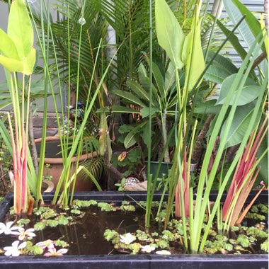 Thalia dealbata