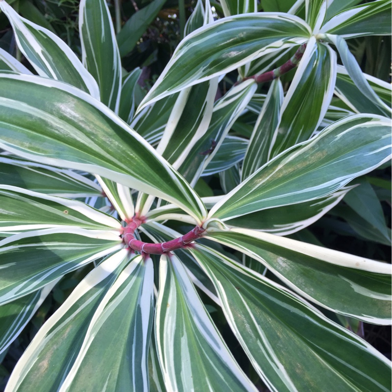 Plant image Costus Arabicus Variegatus