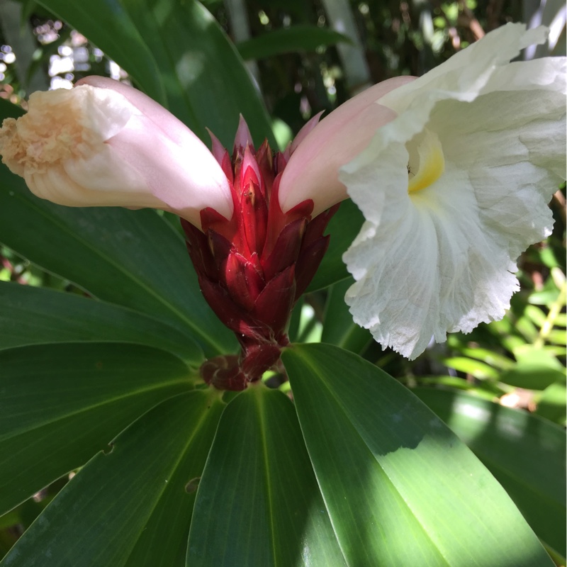 Plant image Cheilocostus speciosus syn. Costus Speciosus
