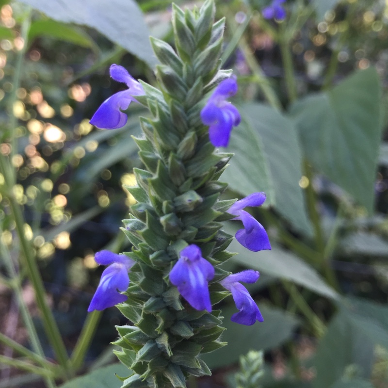 Salvia hispanica