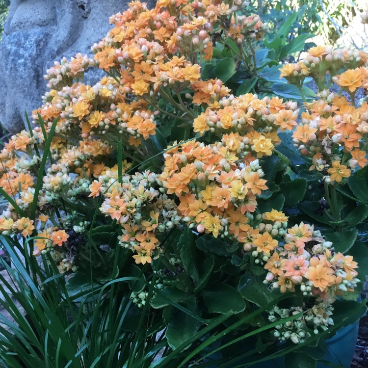 Plant image Kalanchoe Blossfeldiana