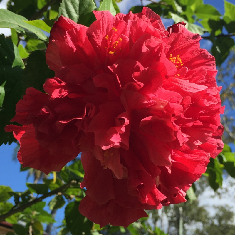 Plant image Hibiscus