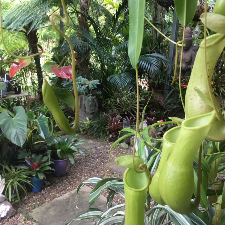 Plant image Nepenthes
