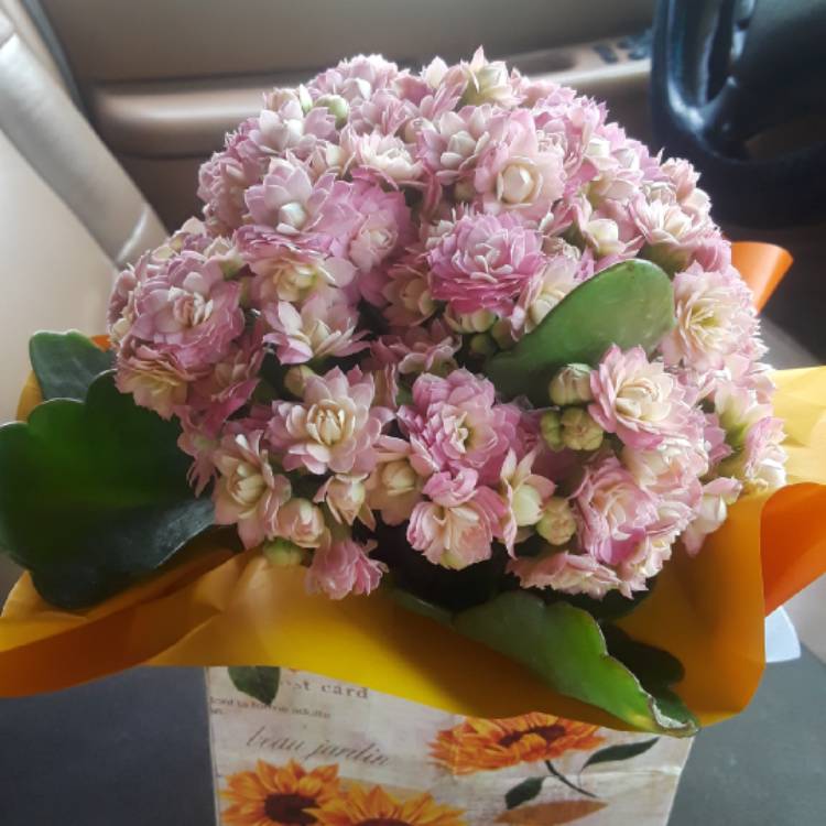 Plant image Kalanchoe blossfeldiana 'Calandiva Pink'
