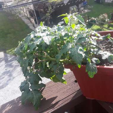 Sofia's garden
