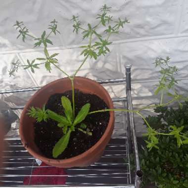 Sofia's garden