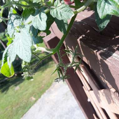 Sofia's garden