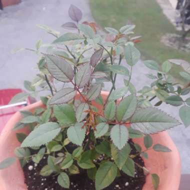 Rose (Miniature)
