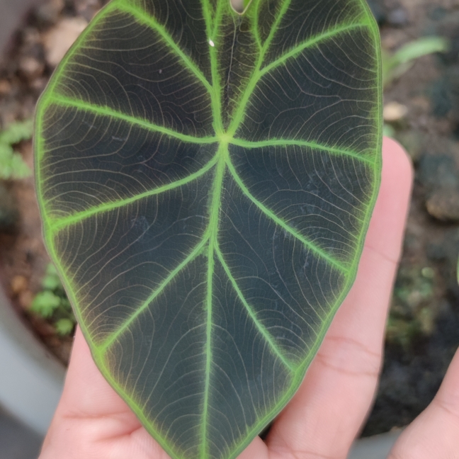 Plant image Colocasia esculenta 'Black Beauty'