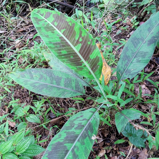 Plant image Musa Tropicana