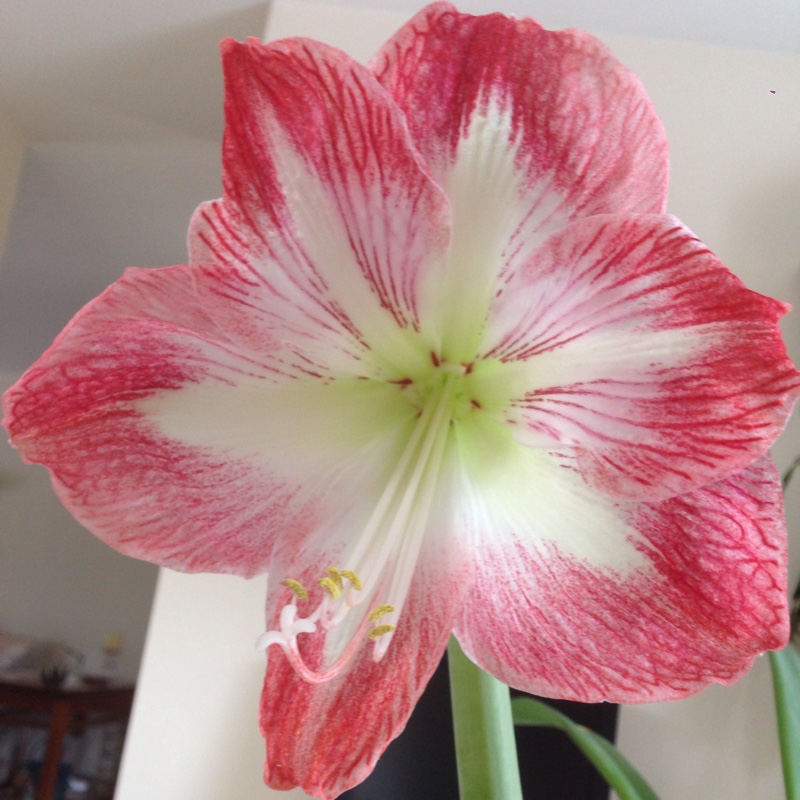 Plant image Hippeastrum (Galaxy Group) 'Apple Blossom'