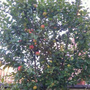 Apple 'Red Devil'