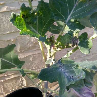 Broccoli