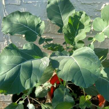 Broccoli
