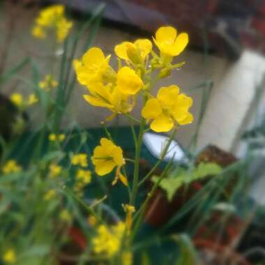 Black Mustard
