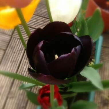 Tulip