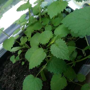 S's garden