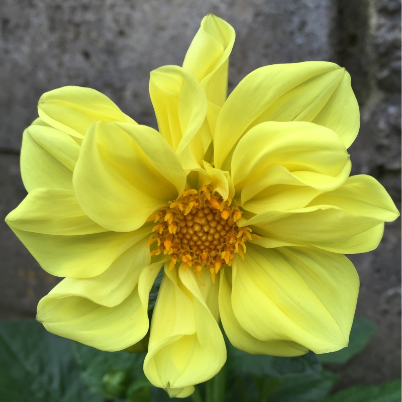Plant image Dahlia 'Yellow Bird'