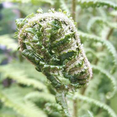 Dryopteris
