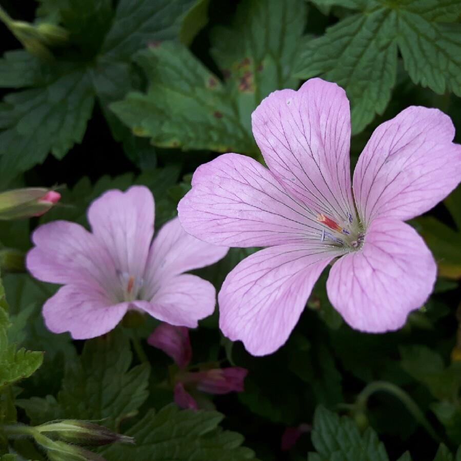 Plant image Geranium x oxonianum 'Wargrave Pink'