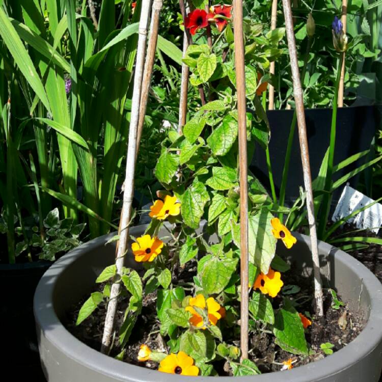 Plant image Thunbergia alata