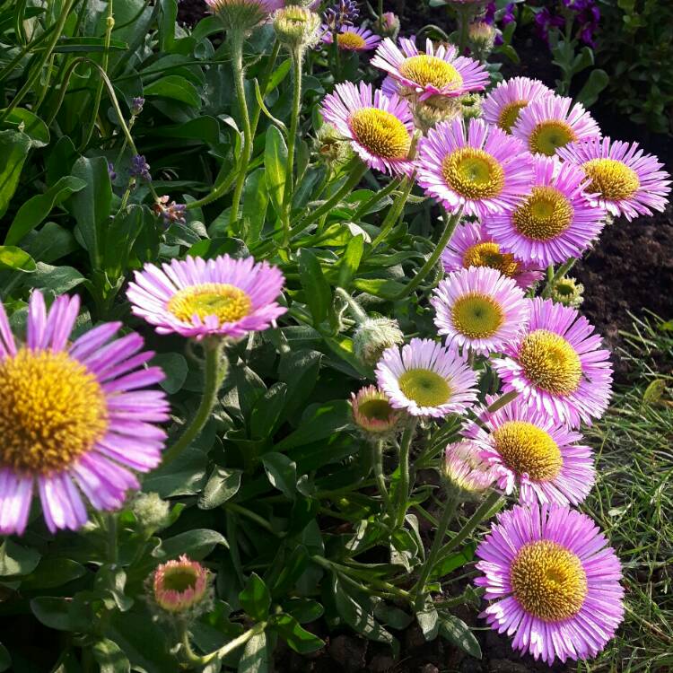 Plant image Erigeron pulchellus