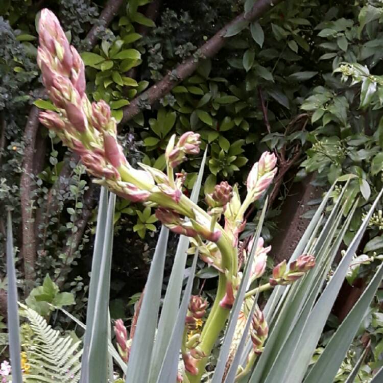 Plant image Yucca