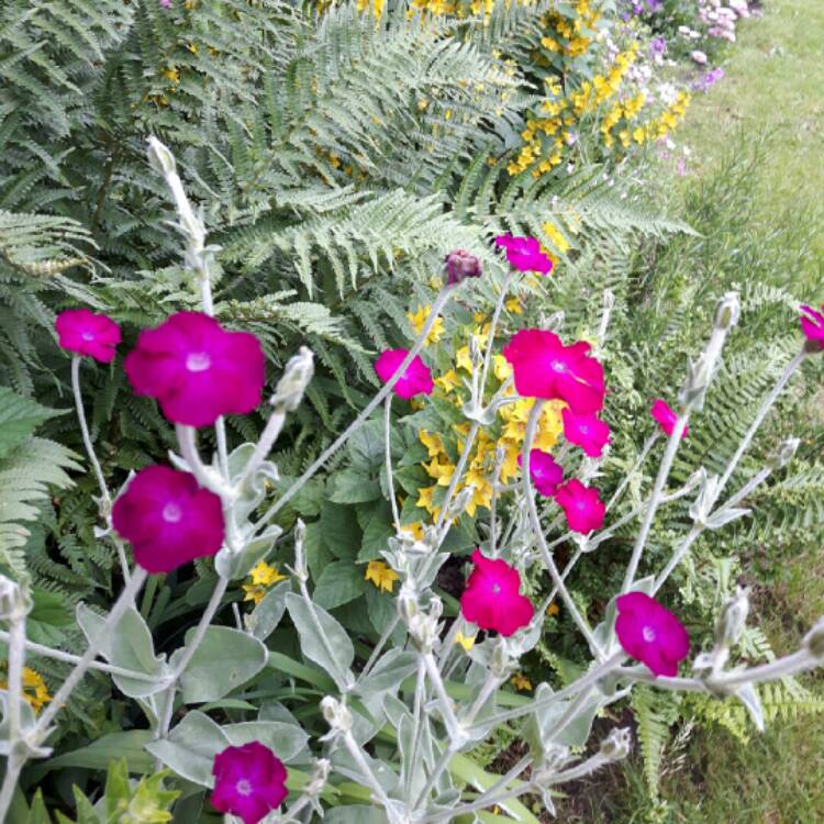 Plant image Lychnis coronaria syn. Agrostemma coronaria syn. Agrostemma tomentosum