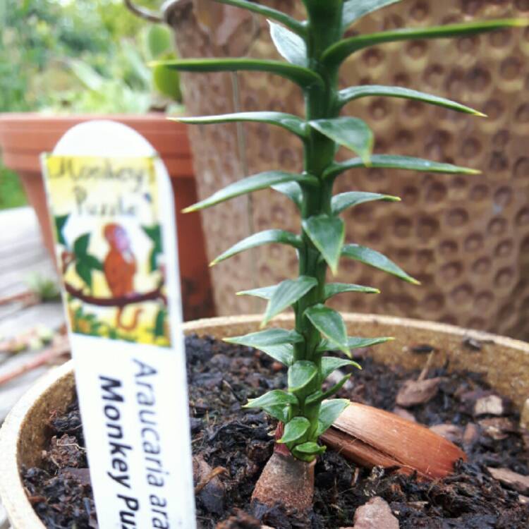 Plant image Araucaria araucana