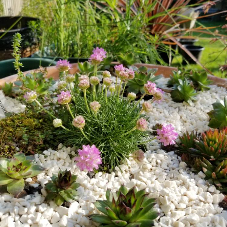 Plant image Armeria Caespitosa