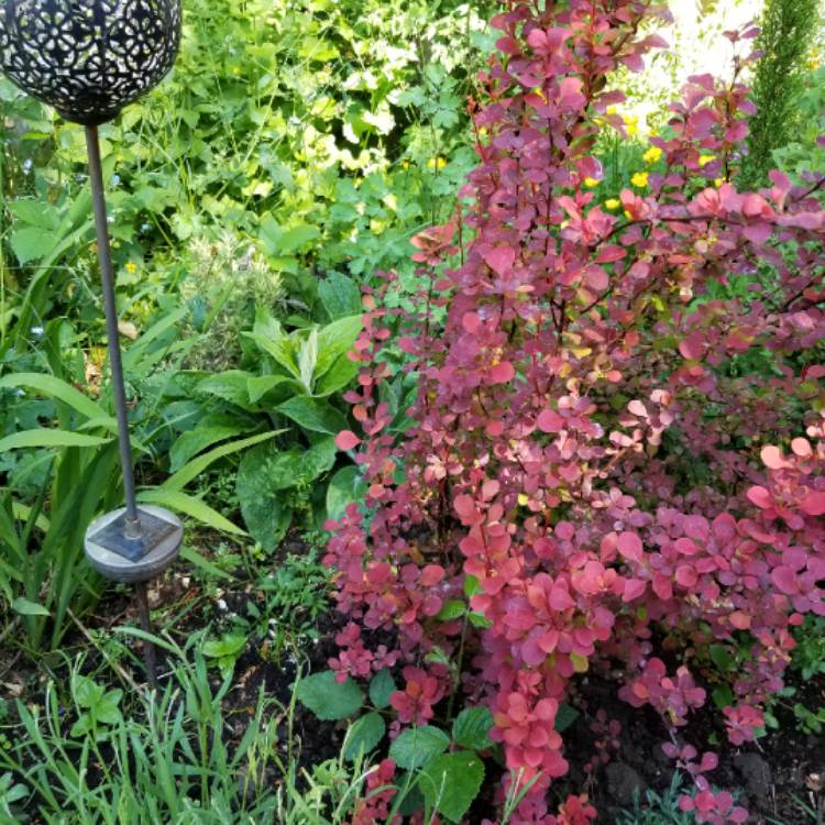 Plant image Berberis
