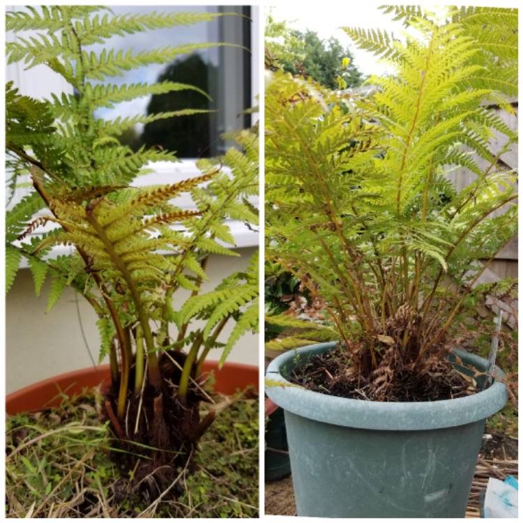 Plant image Dicksonia antarctica