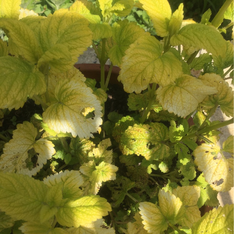 Plant image Melissa officinalis