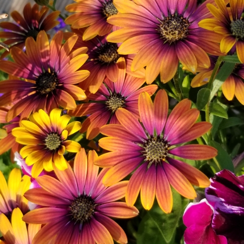 Plant image Osteospermum 'Kleoe19396' syn. Osteospermum 'Purple Sun'