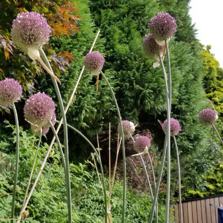 Plant image Allium giganteum