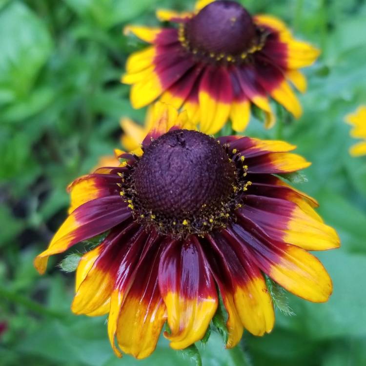 Plant image Rudbeckia 'Berlin'